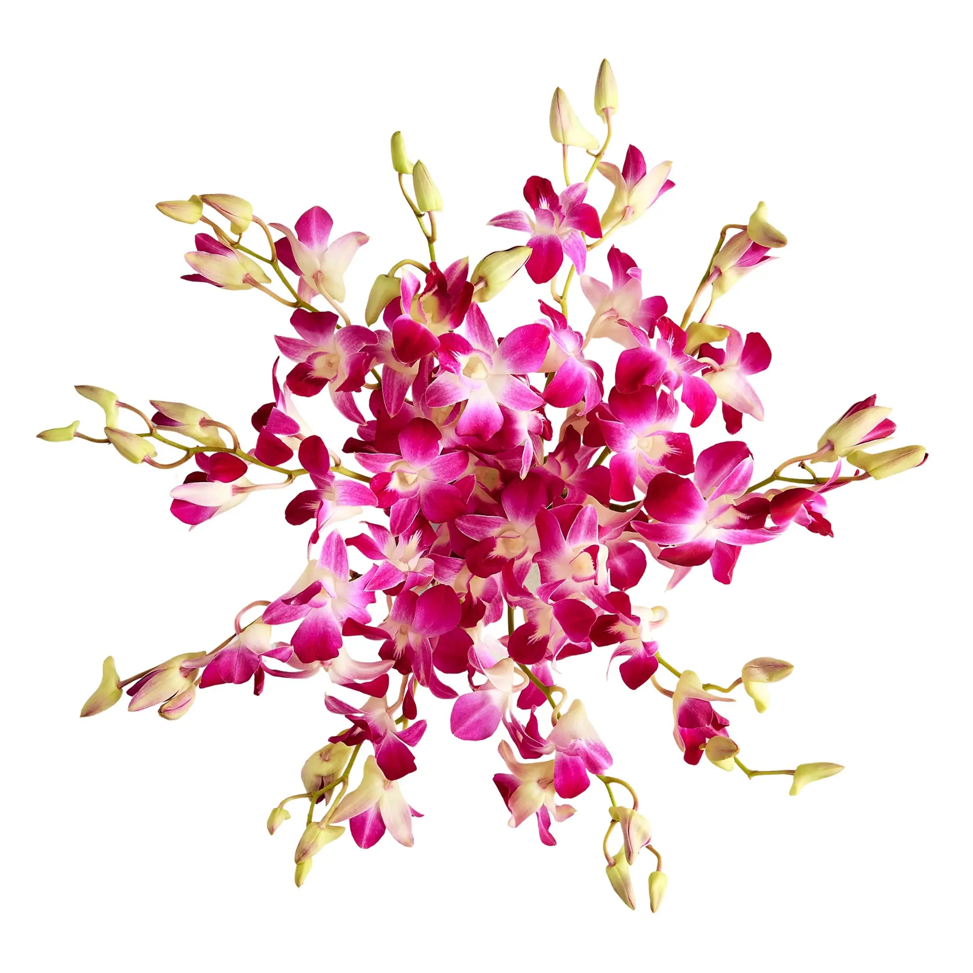 1800 Flowers – 10 Stem Exotic Breeze™ Orchids, No Vase Included