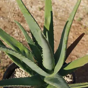 Aloe Vera - Aloe barbadensis 'miller'
