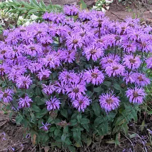 Green River 100 Sugar Buzz Bee Balm Seeds- Flower Seed Pack, Perennial Flower, Pollinator Garden Essential, Cottage Garden Seeds, Seeds For Planting Outdoors