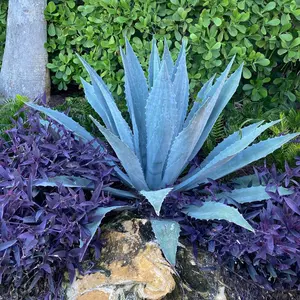 Live Fully Rooted Blue Agave Cactus Plant, Agave Americana, Century Plant, Blue Agave, Large 20-24" Tall, 3 gallon pot, Free shipping!