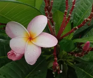 Plumeria rubra | Red Frangipani | Nosegay | Pagoda Tree | Temple Flower| 5_Seeds