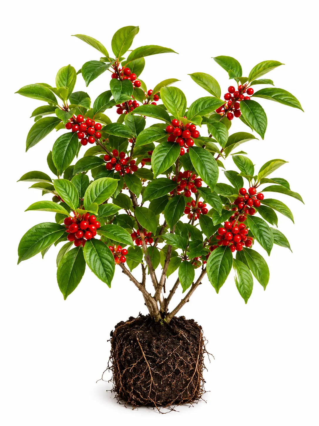 Live Spicebush Shrubs (Lindera benzoin) – Native Fragrant Deciduous Shrubs – Pollinator-Friendly Plants with Bright Red Berries – Hardy Landscape & Wildlife Garden Plants