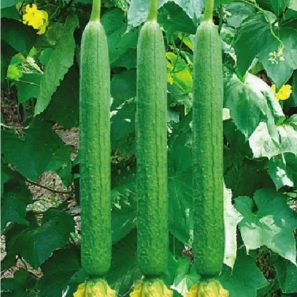 30 PCS Luffa Gourd Seeds for Planting - Home Vegetable Garden Planting Instructions Included, Grow Your Own Loofah Sponge at Home, No