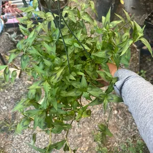 Viatnamese Coriander 6 inch pot Herb plant