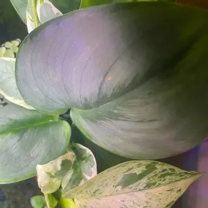 Assorted rooted plant cuttings