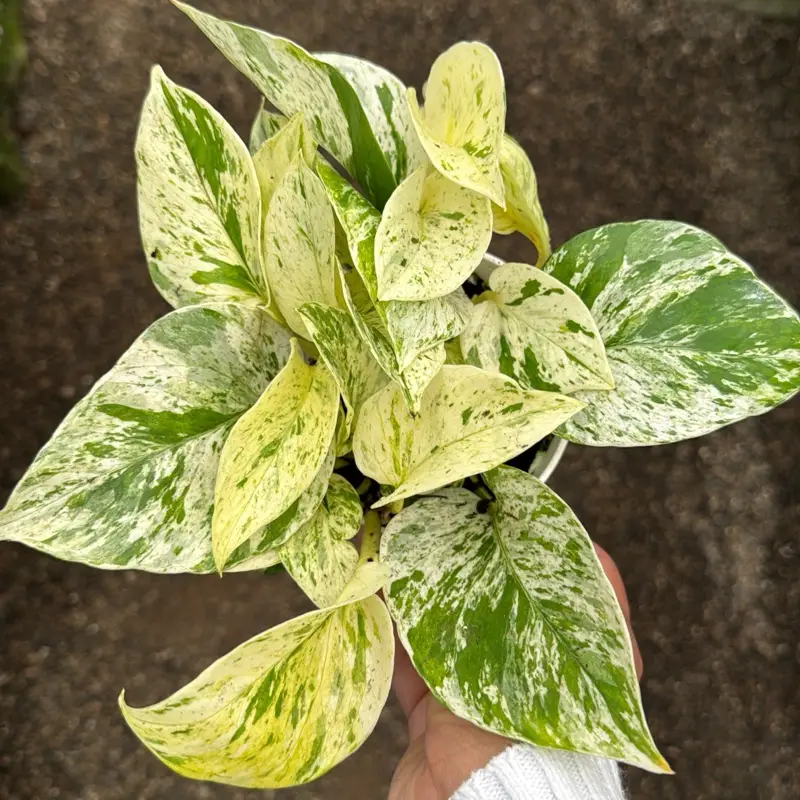 Snow Queen Pothos Plant 4 in pot live plant