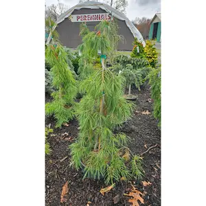 Pinus strobus 'Angel Falls' - Weeping Eastern Pine