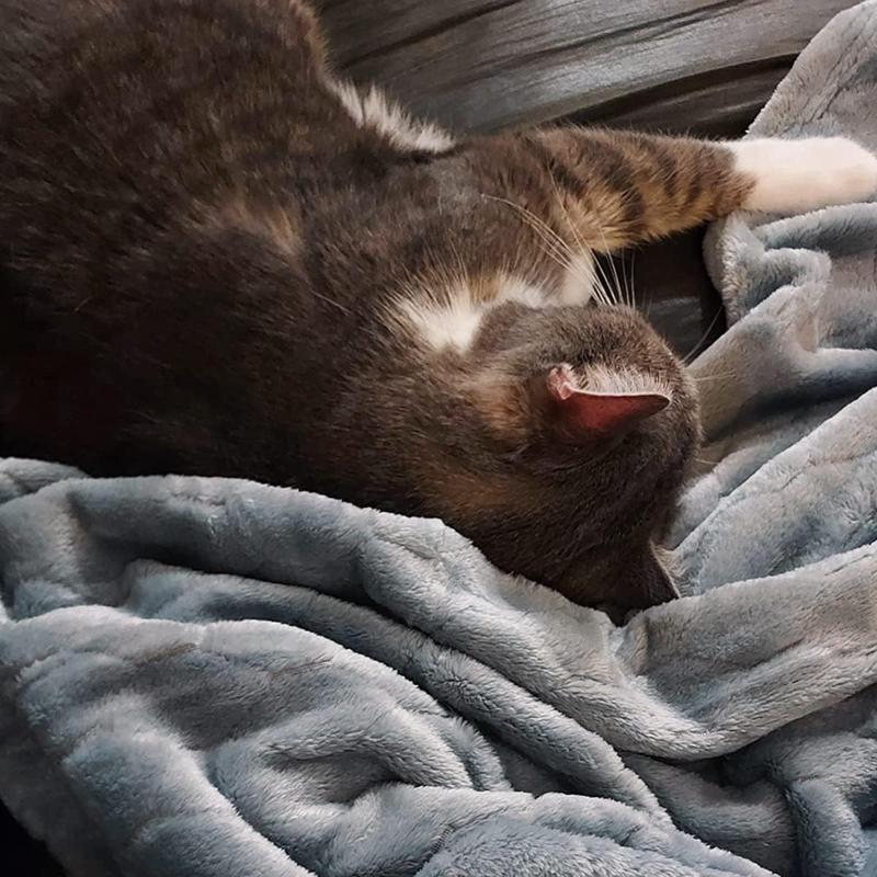 Fleece Blanket Super Soft Cozy Throw Blanket 50" x 60", Lightweight Fuzzy Comfy Textured Flannel Blanket Warm Plush big Blankets for Couch, Sofa, Bed,