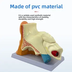 Ear Model Desktop Anatomy Model Outer Middle Inner Ear Hearing System Organ Ear Structure Teaching Medicine