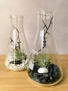 Air Plant Terrarium Kit Erlenmeyer Flask, Chemistry Gift, Plant Gifts, Science Teacher Gifts, Science Kit, Science Gifts.