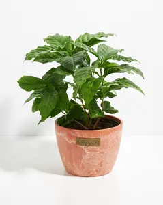 Coffee Plant (Coffea arabica)