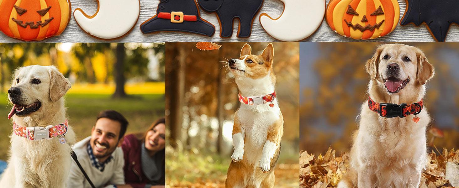 ARING PET Plaid Print Breathable Cotton Dog Collar - Orange Black White Halloween Party Wear, Quick Release for Small-Large Dogs, XS Size Fall Collar