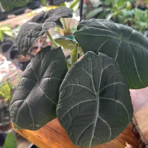 Alocasia Melo 5in Pot