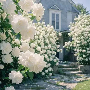 50pcsFragrant Gardenia Plants for Backyards Low-maintenance Evergreen Shrubs, Easy-grow Blooms Cottage Garden Decor, Drought-tolerant100pcs