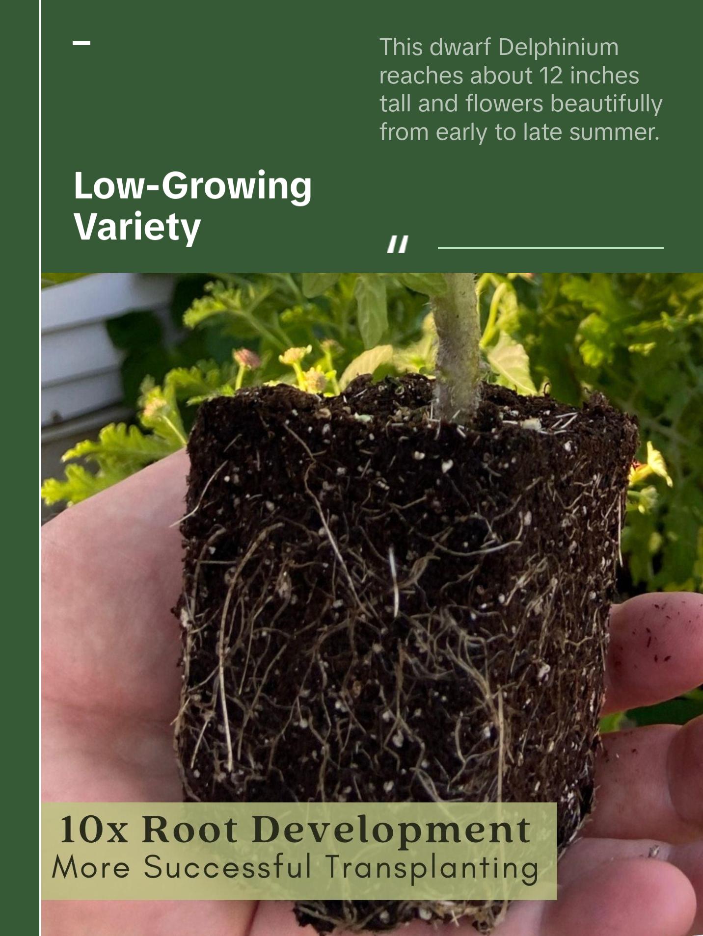 Delphinium Summer Blues (Larkspur) | Two Live Perennial Plants | Non-GMO, Dwarf Variety