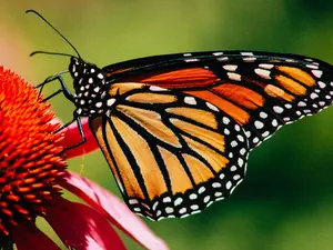 Midwest Native Bee and Butterfly Wildflower Mix for Attracting Pollinators and Enhancing Garden Ecosystem