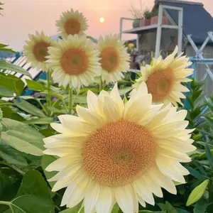 80 Creamy Sunflower Seeds – Soft and Elegant Sunflowers for Your Garden