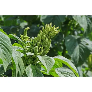 1000 Amaranth Seeds For Planting, Grow Perennial Seed Fruit And Vegetable Seeds