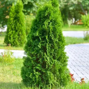 Leyland Cypress Tree