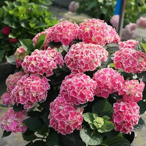 Stunning Pink Hydrangea Seeds - 200+ Pieces, Vibrant Colorful Blooms