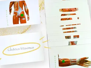 Muscular System Anatomy Flashcards