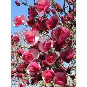 Green River 5 Alexandra Magnolia Seeds - Premium Magnolia Flower Seeds for Planting, Fragrant Spring Bloom Tree for Cottage Gardens & Landscaping, Rare Magnolia Tree Seeds, Ornamental Decor, Ideal for Pollinator Gardens & Backyard Displays