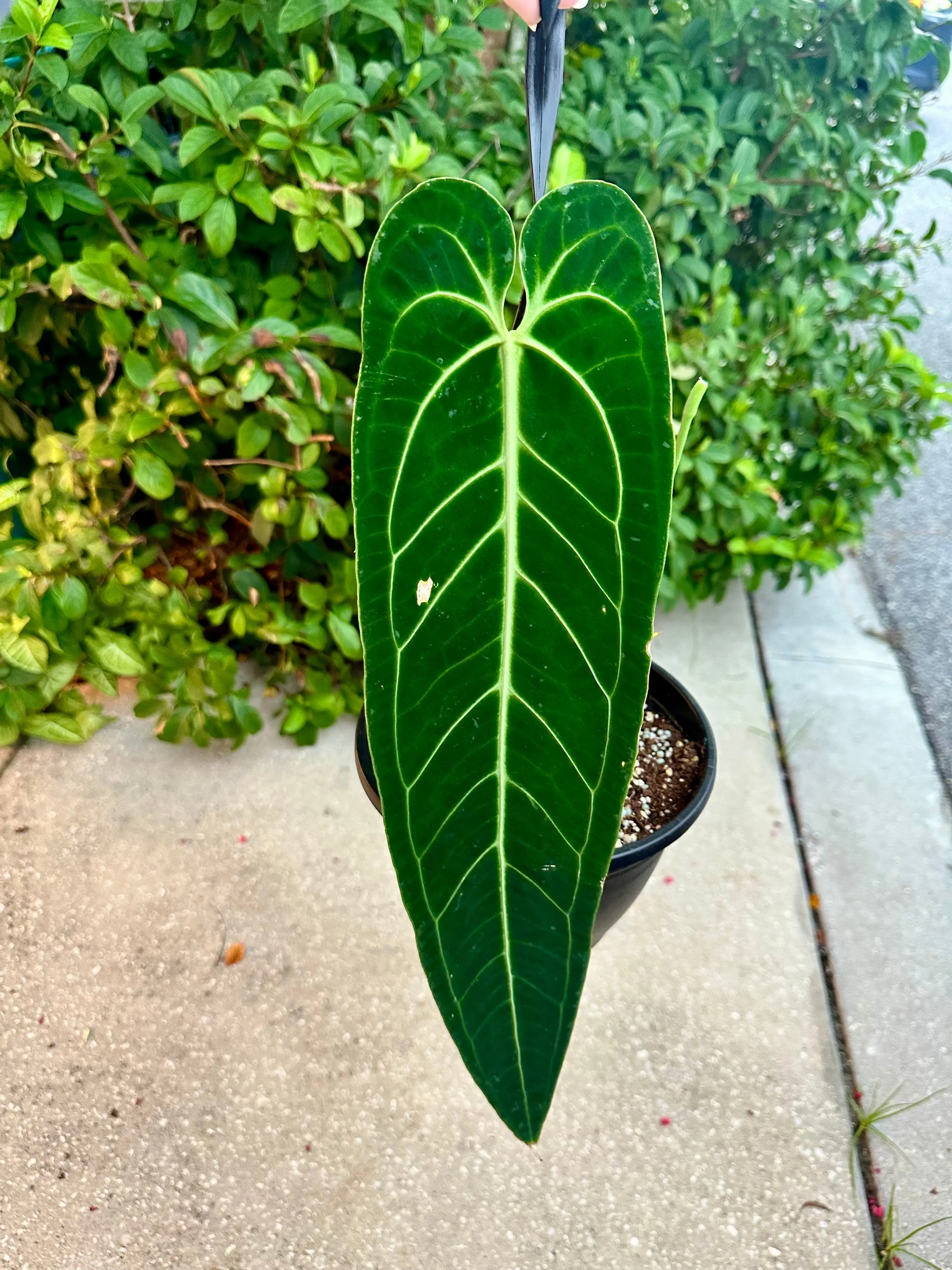 Anthurium warocqueanum large leaf, exact plant - 8” pot
