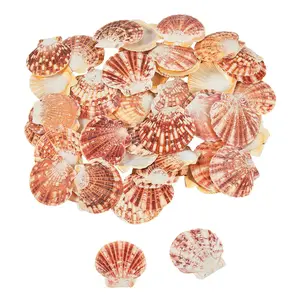 Bulk 120 Pc. Pecten Macarensis Sea Shells