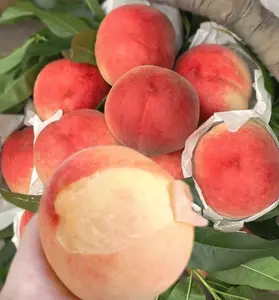 Mini Peach Tree for Pots – Sweet Juicy Fruit, Easy to Grow, Indoor & Outdoor Patio Plant