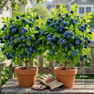 Blueberry Bush Live Plant – Sweet Edible Fruit-Producing Shrub for Home Garden, Patio & Outdoor Spaces – Easy to Grow, Low Maintenance, Fast Growing, Ideal for Home Gardening & Perfect Gift for Garden & Fruit Plant Lovers