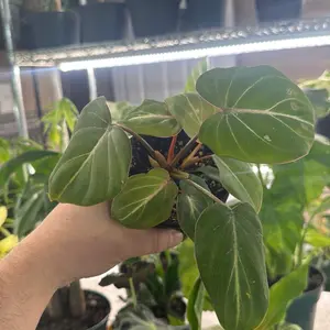 Philodendron Gloriosum Philodendron Gloriosum