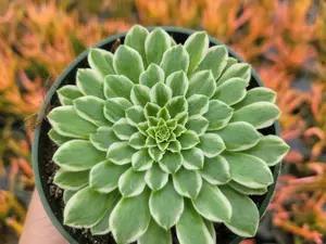 Live Aeonium Emerald Ice Plant - Variegated Aeonium Emerald Ice Plant - Rare Succulent Plant - 4 Inch Pot