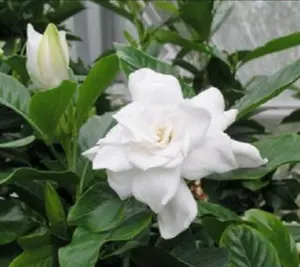 August Beauty Gardenia