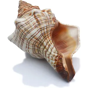 2PCS Conch Shell Large Natural Seashells Perfect for Fish Tank Wedding Decor Beach Theme Party Home Decorations Large Natural Conch Shell Fish Tank Hideout Large Natural Conch Shell Fish Tank Hideout