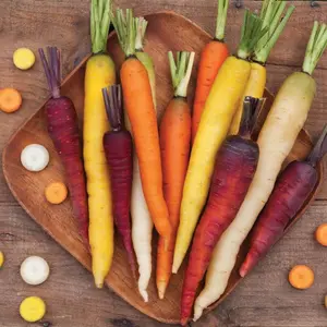 Starburst Blend Carrot Seeds