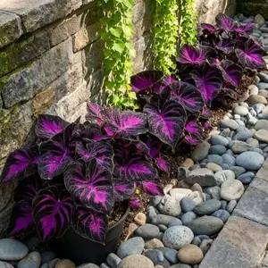 200pcs Black Purple Hosta Seeds Perennials with Deep Foliage Easy to Grow for Bold Garden all Season Striking Contrast Foliage Perfect for Shady Areas Vibrant Blooms