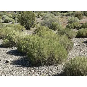 Black Sagebrush Seeds ,EVERGREEN Foliage SHRUB