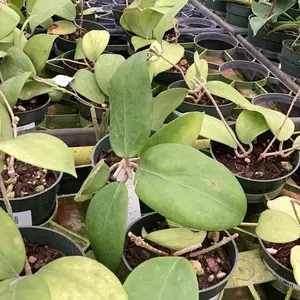Hoya Kicki