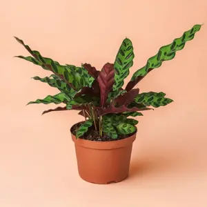 Calathea Lancifolia Rattlesnake – Indoor Live Plant, Bold Ruffled Leaves, Purple Hue, Easy Care & Pet Safe, Medium, Distilled Water Lover, Ideal for Home Decor