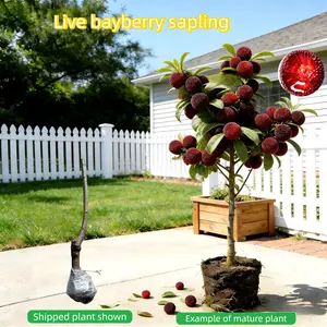 Live Chinese bayberry tree, shipped bare-root with a healthy root system. Grows well in gardens, on patios, or in containers. Enjoy fresh berries from your own fruit tree—easy to care for and great for home growing. Sapling Non-GMO Perennial Compact Hardy