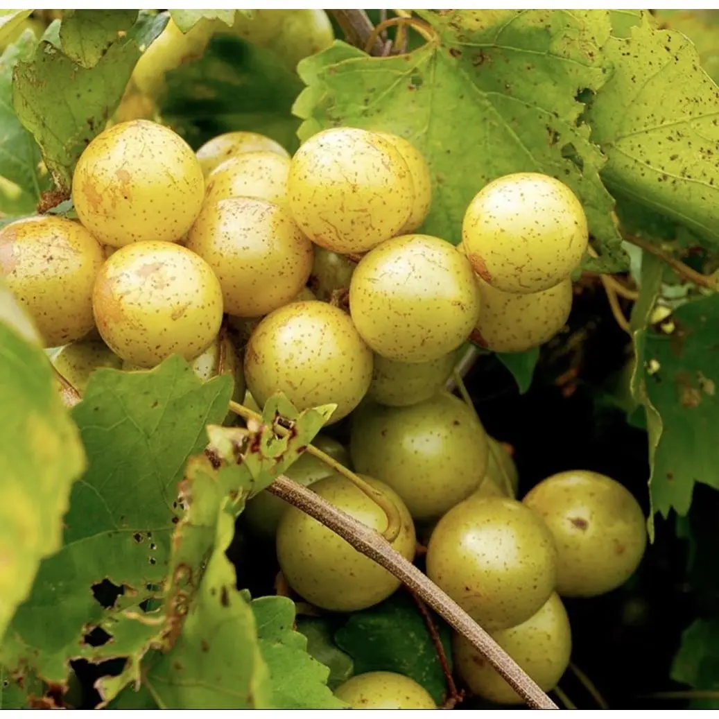 Carlos Muscadine Grapevine - 4 in Nursery Pot, Disease Resistant Outdoor Live Plant, Ideal for Full Sun Fruit Production in Gardens