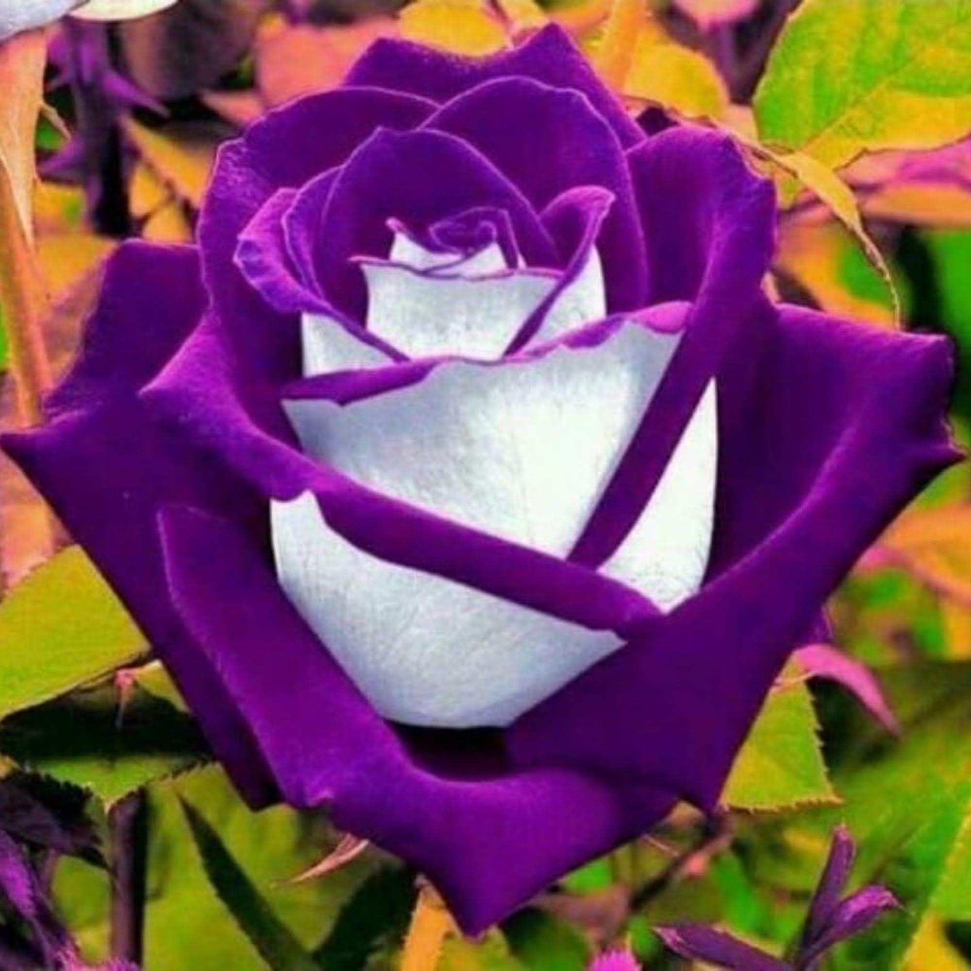 300+ Rare Rose Seeds for Planting - Rare Multi Colorful Rainbow Rose Flower Seeds