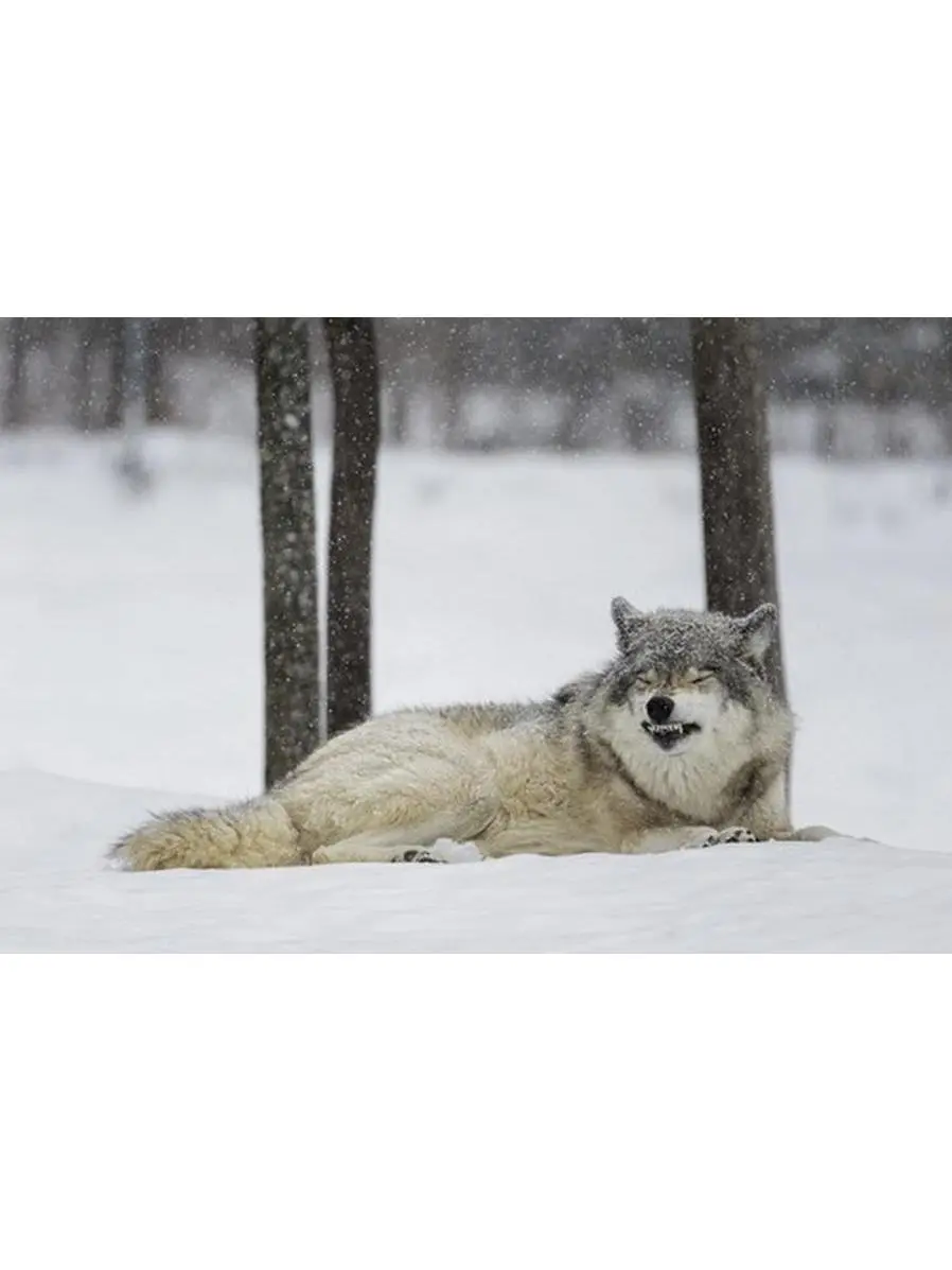 212 MAIN Artistic Grey Wolf Canis Lupus Submission Behaviour Poster Print by Dominic Marcoux - 38x24 in Large Home Decor for Room Wall, Ideal Gift - Montebello Quebec Canada