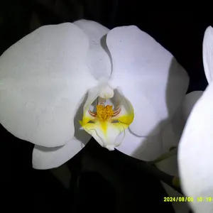 Product Review of Auto Focus Digital Camera, 1 Count Full HD 1080P/48MP Mini with 32G Memory Card, Ff (F/3.2, f=7.36mm), 16x Zoom for Teenagers Beginners, Mini Camera, Electronic Portable Camera from L**y