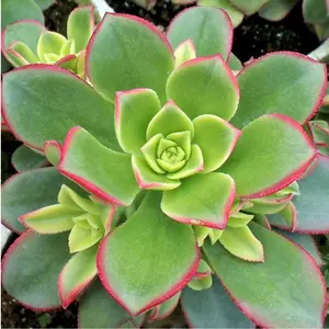 2” Aeonium 'Kiwi Succulent