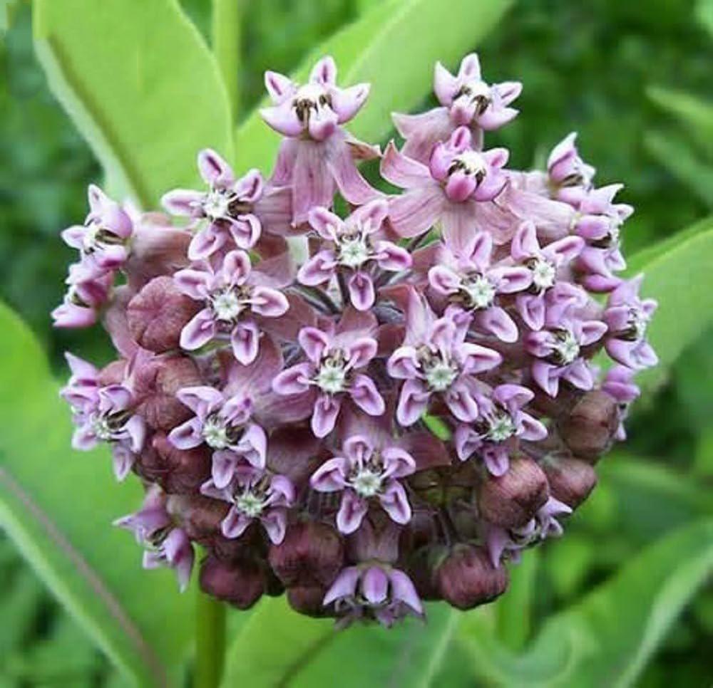 100 Milkweed Seeds for Monarch Butterflies Common, Showy, Butterfly and Rose Varieties Attracts Butterflies, Bees and Pollinators Heirloom Flower Seeds Wildflower Seed