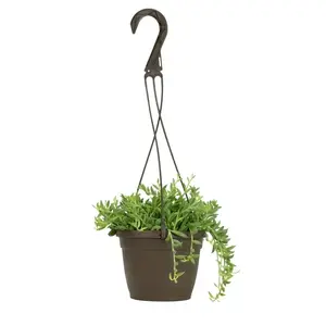 6"  Bananas Live Hanging Succulent Basket