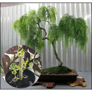 Willow Bonsai Tree Lucky Money Willow Bonsai Tree - Live Plants Not Seeds - Thick Trunk