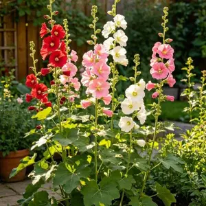 【PetalPit】Promise: Germinate or Refund]500PCS+ Hollyhock Seeds – Colorful Tall Blooms, Heirloom & Non-GMO, Perfect for Fences, Borders & Cottage Gardens