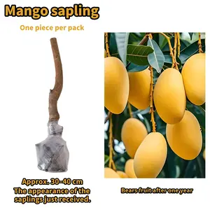 Mango Tree Live Plant Tropical Fruit Tree Seedling for Garden Patio and Container Growing Easy to Grow Sweet Flavorful Fruit Home Gardening